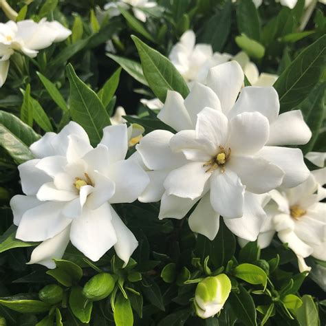 gardenia jasminoides frostproof cape jasmine.